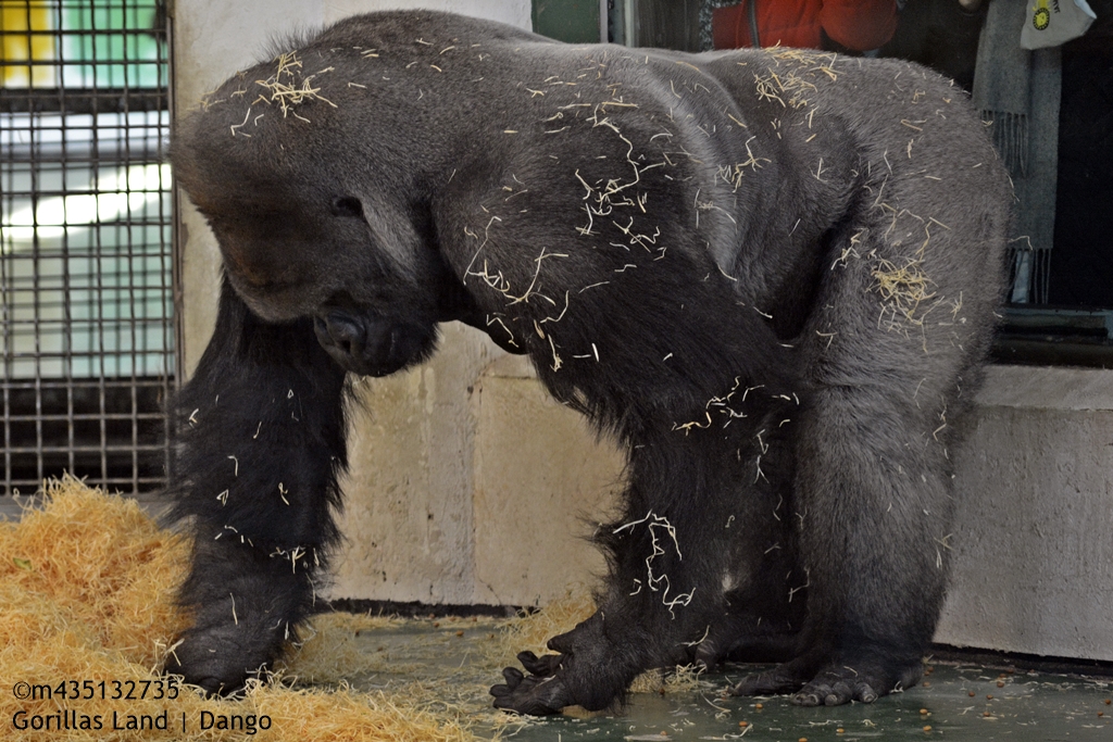 Dango Insect Gorillas Land | Dango