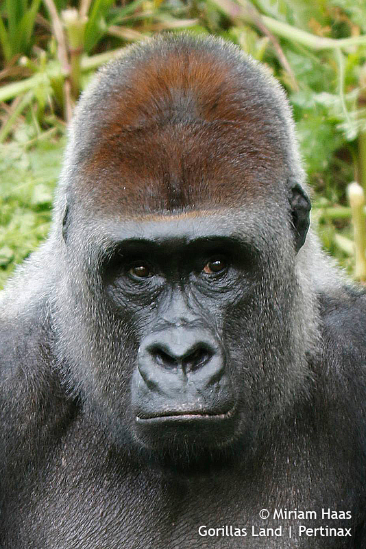 Gorillas Land | Pertinax