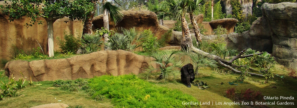 Gorillas Land | Los Angeles Zoo & Botanical Gardens
