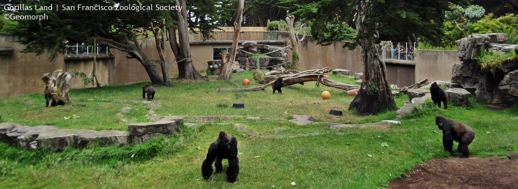 Gorillas Land  San Francisco Zoological Society
