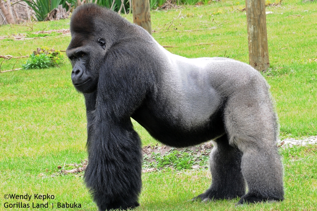 Gorillas Land | Babuka