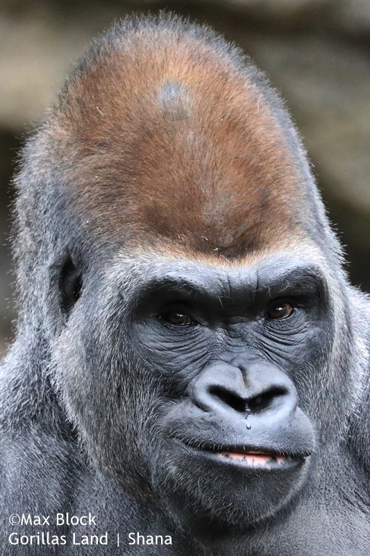 Gorillas | Shana