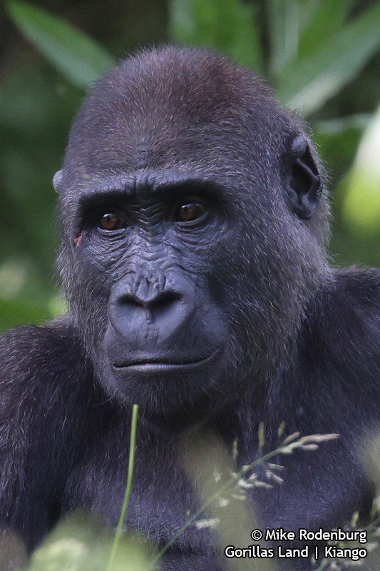 Gorillas Land | Kiango