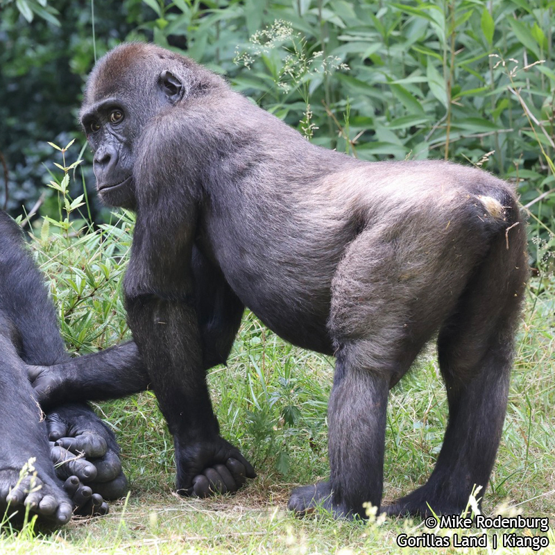 Gorillas Land | Kiango