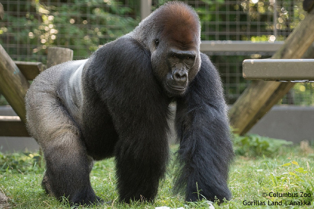 Gorillas Land | Anakka