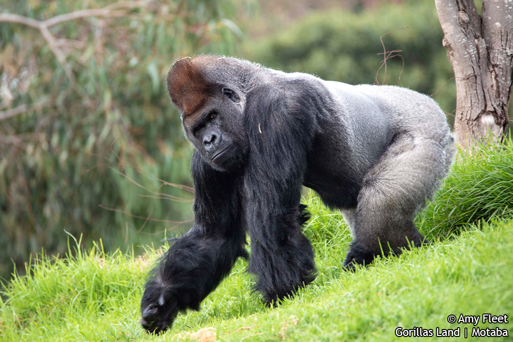 Motuba Gorillas Land | Motaba