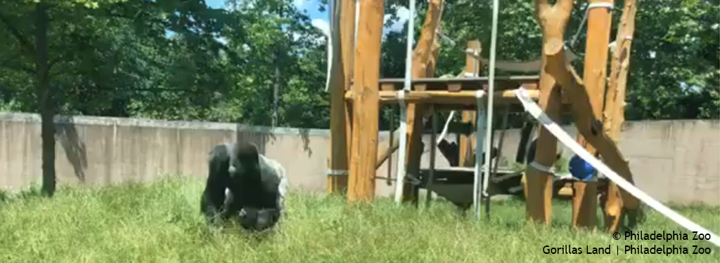 Motuba Gorillas Land | Philadelphia Zoo